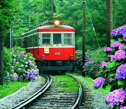 Le Japon célèbre les hortensias : voici 6 endroits où les admirer