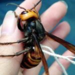 Au Japon, on pratique la chasse… à la guêpe et au frelon !