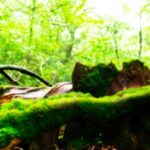 21232439143_32c5c47b85_o