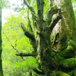 26557737784_13b0da5267_o