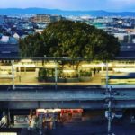 Japon : une gare construite autour d’un arbre vieux de 700 ans