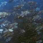 9546002733_572426d9c2_o