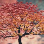 Les fabuleux bonsaïs d’Onogawa : l’origami comme vous ne l’avez jamais vu