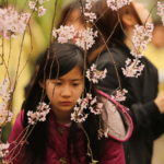 Climat : Au Japon, des cerisiers sont en fleurs avec 5 mois d’avance