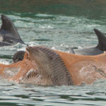 Taiji : le massacre des dauphins continue au nom d’une pseudo « tradition »