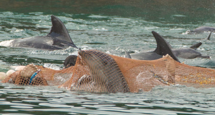 Taiji Le Massacre Des Dauphins Continue Au Nom D Une Pseudo Tradition