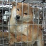 Animaux de compagnie au Japon : entre Enfer et Paradis (Dossier)