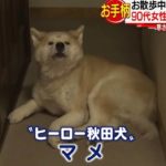 Un « Akita » décoré pour avoir sauvé une personne âgée au Japon