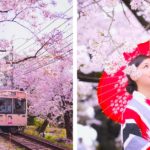 La beauté des cerisiers en fleurs capturée en photographie