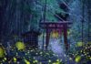 Lucioles au Japon : 10 jours de spectacle naturel grandiose mais éphémère
