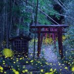 Lucioles au Japon : 10 jours de spectacle naturel grandiose mais éphémère