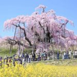 Takizakura, un cerisier du Japon âgé de plus de 1000 ans, est en fleur !