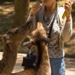 24548566005_e57b19acc5_k