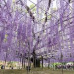 26204923894_9ac4a19ebd_o