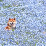 Hachi, le Shiba baignant dans les fleurs qui rend les gens heureux