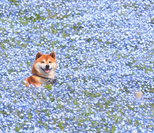 Hachi, le Shiba baignant dans les fleurs qui rend les gens heureux