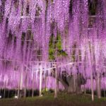 40000774800_de0fd78b77_o