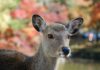 Japon : un cerf sika meurt avec 3,2 kg de plastique dans l’estomac…