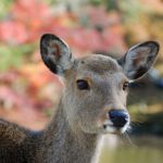 Japon : un cerf sika meurt avec 3,2 kg de plastique dans l’estomac…