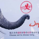 Le Japon et l’ivoire : une histoire d’amour en dents de scie