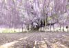 Voici le plus bel arbre à glycine du monde et il est japonais !