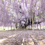 Voici le plus bel arbre à glycine du monde et il est japonais !