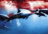 Taiji : plus de 1000 dauphins sur le point d’être massacrés