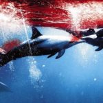 Taiji : plus de 1000 dauphins sur le point d’être massacrés