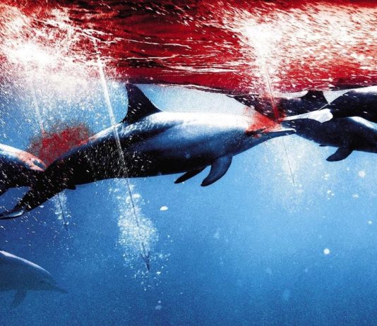 Taiji : plus de 1000 dauphins sur le point d’être massacrés