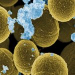 Staphylococcus aureauMagnification 20,000