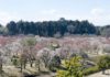 Un océan de pruniers en fleurs près de Tokyo à voir avant le printemps