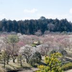 Un océan de pruniers en fleurs près de Tokyo à voir avant le printemps