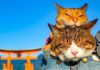 Daikichi et Fuku-Chan, les chats globe-trotters du Japon !
