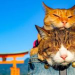 Daikichi et Fuku-Chan, les chats globe-trotters du Japon !