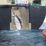 Japan_Factory_Ship_Nisshin_Maru_Whaling_Mother_and_Calf