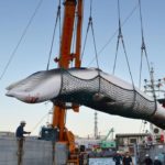 Japon : la viande de baleine n’arrive plus à se vendre