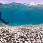 La mort précipitée du récif corallien japonais
