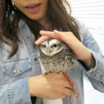 Japon : des bars animaliers toujours plus fous et la souffrance des animaux en question