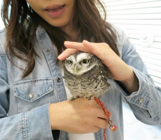 Japon : des bars animaliers toujours plus fous et la souffrance des animaux en question