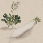 Daikon dessin japonais