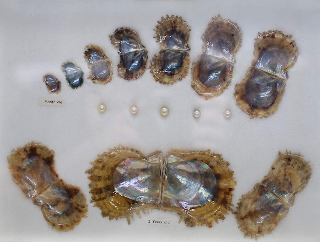 Où et comment trouver des perles d’huître véritables au Japon