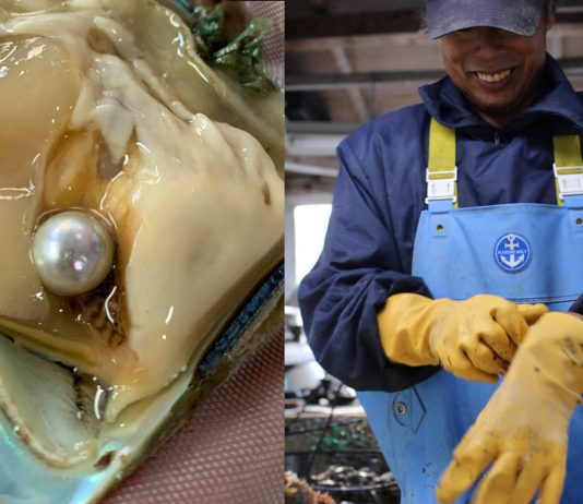 Perles japonaises : rencontre avec les producteurs des « larmes des Dieux »