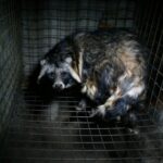 Otwarte-Klatki-long-raccoon-dog