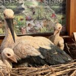 348367596_1584502448710995_569833419525548865_n