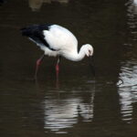 3592_コウノトリ