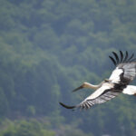 3768_舞うコウノトリ