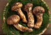 Le matsutake, champignon le plus rare du Japon, est en voie d’extinction