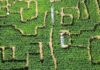 Un champ de maïs japonais transformé en labyrinthe plein de démons !