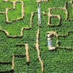 Un champ de maïs japonais transformé en labyrinthe plein de démons !
