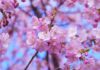 Japon : les sakura bien trop tôt en fleurs selon une étude